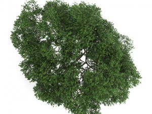 english oak 8m Model 3D