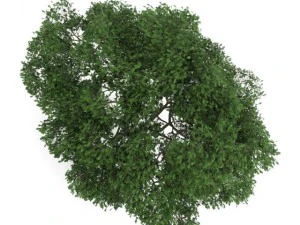 english oak 8m 3D Model