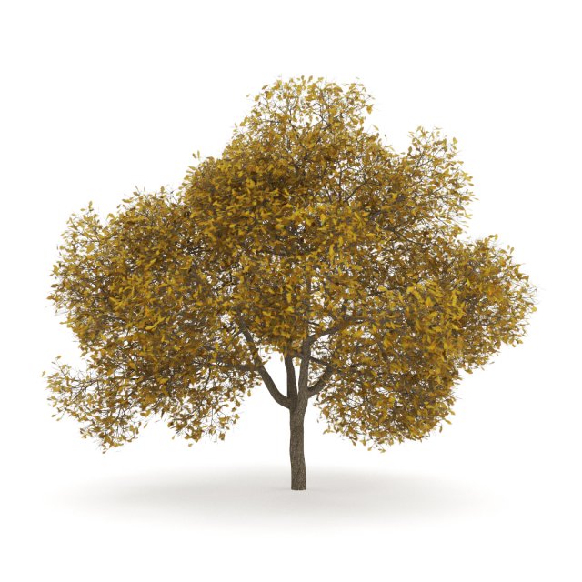 english oak 8m autumn Modello 3D .c4d .max .obj .3ds .fbx .stl .blend 