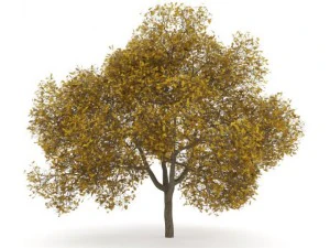 quercia inglese 8m autunno Modello 3D