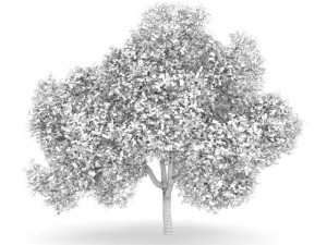 english oak 8m autumn Modello 3D