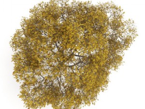 english oak 8m autumn Modello 3D