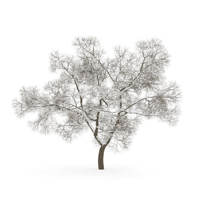 english oak 8m winter 3D Model .c4d .max .obj .3ds .fbx .stl .blend 