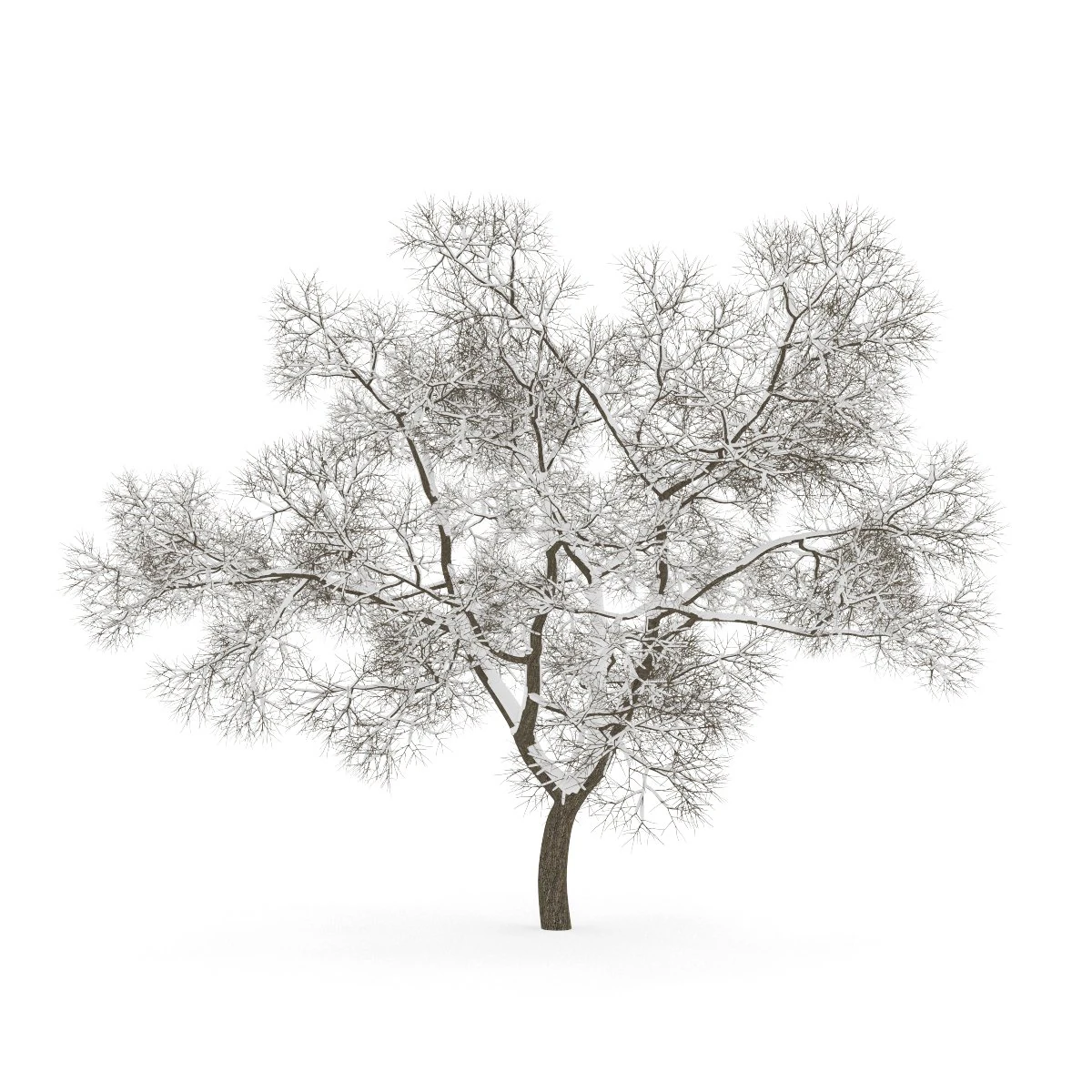 english oak 8m winter 3D Model .c4d .max .obj .3ds .fbx .stl .blend 