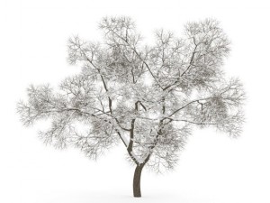 english oak 8m winter 3D मॉडल