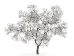 Stieleiche 8m Winter 3D Modell