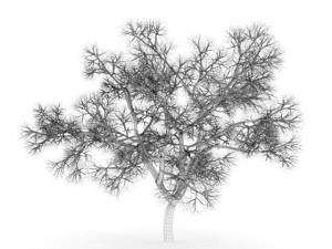 english oak 8m winter 3D Model