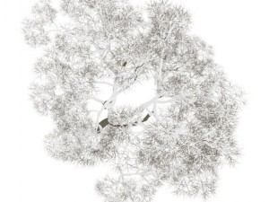 english oak 8m winter 3D Model