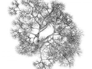english oak 8m winter 3D Model