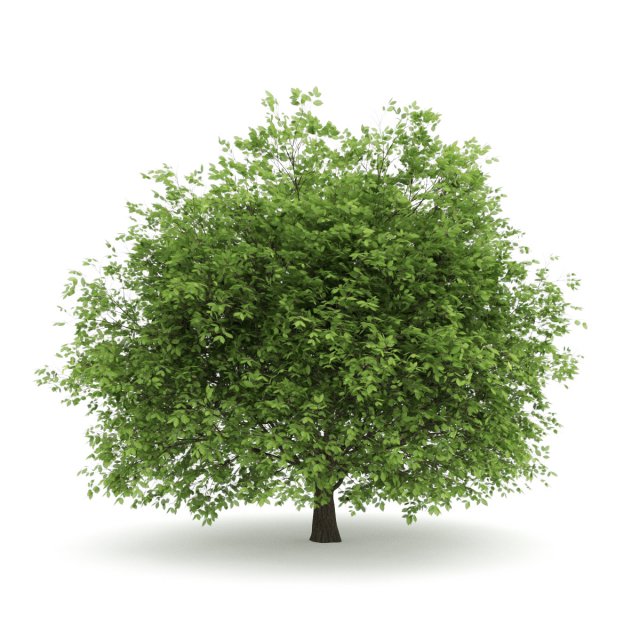 hornbeam 35m 3D मॉडल .c4d .max .obj .3ds .fbx .stl .blend 