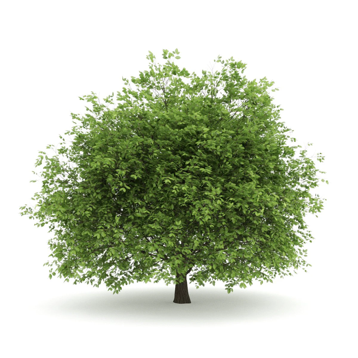 hornbeam 35m 3D Model .c4d .max .obj .3ds .fbx .stl .blend 