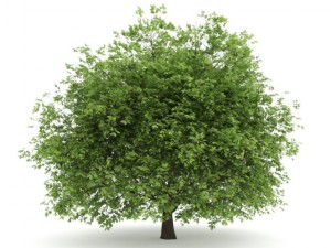 hornbeam 35m 3Dモデル
