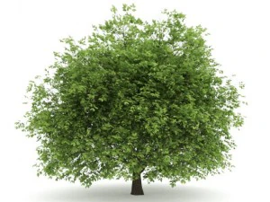 haagbeuk 35m 3D Model