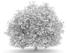 hornbeam 35m 3D मॉडल
