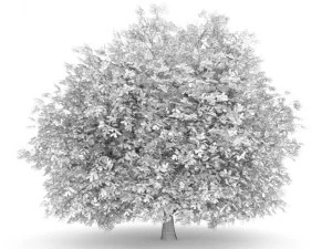 hornbeam 35m 3D Model