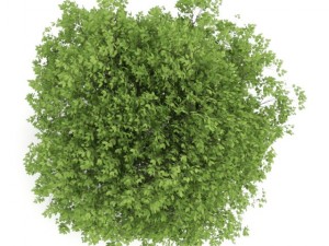 hornbeam 35m 3D मॉडल