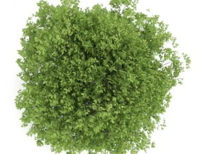 hornbeam 35m 3D Model
