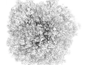 hornbeam 35m 3D Model