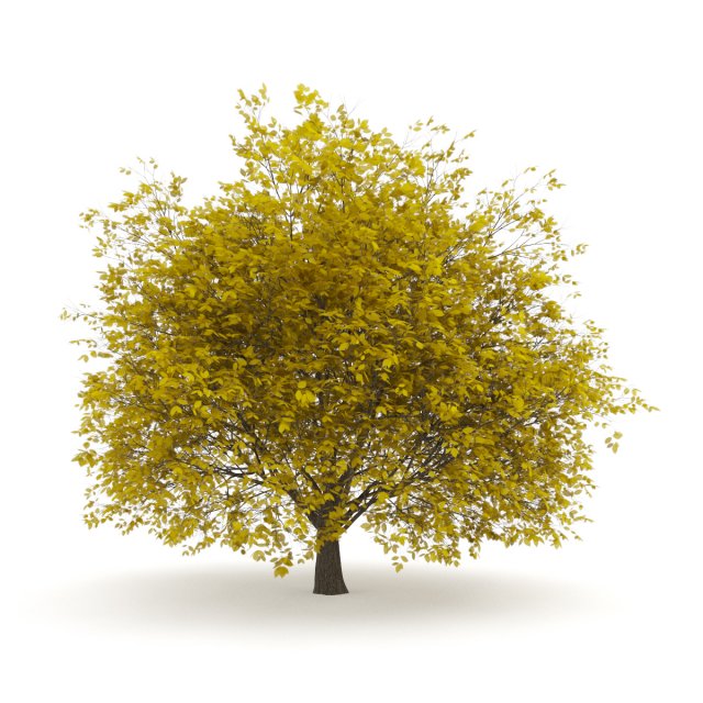 hornbeam 35m autumn 3Dモデル .c4d .max .obj .3ds .fbx .stl .blend 