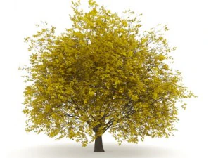 hornbeam 35m musim gugur Model 3D