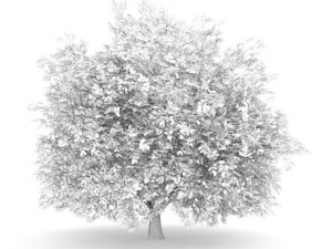 hornbeam 35m autumn 3Dモデル