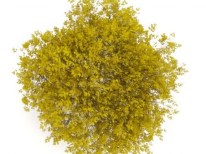 hornbeam 35m autumn 3Dモデル