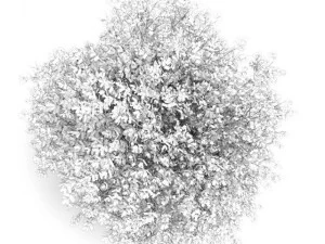 hornbeam 35m autumn 3D Model