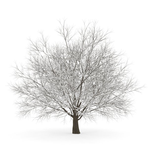 hornbeam 35m winter Modelo 3D .c4d .max .obj .3ds .fbx .stl .blend 