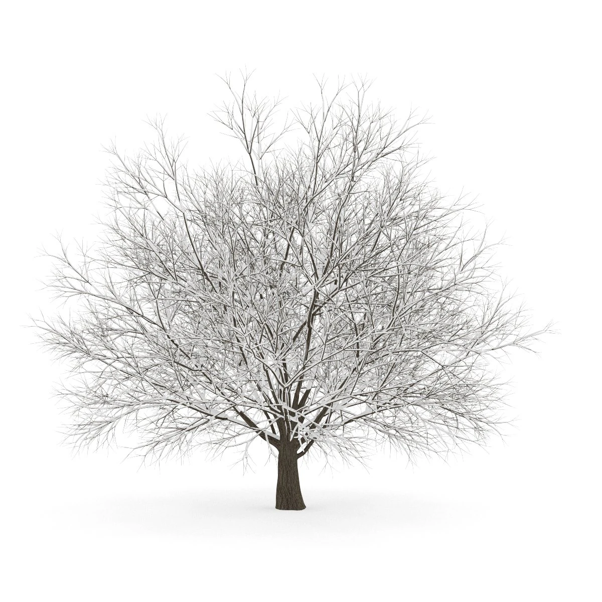 hornbeam 35m winter 3D Model .c4d .max .obj .3ds .fbx .stl .blend