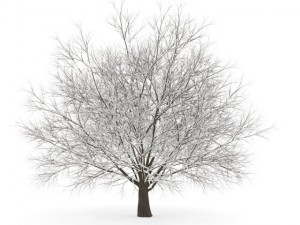 hornbeam 35m winter 3Dモデル
