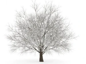 граб 35м зимний 3D Модель