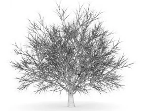 hornbeam 35m winter 3D Model