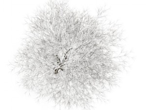hornbeam 35m winter Modelo 3D