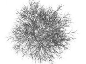 hornbeam 35m winter 3D Model