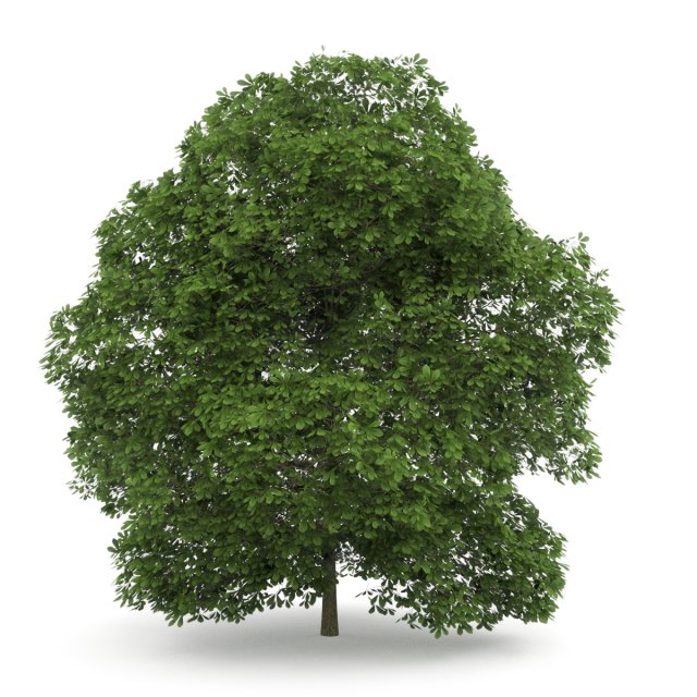 chestnut 7m 3D Model .c4d .max .obj .3ds .fbx .stl .blend 