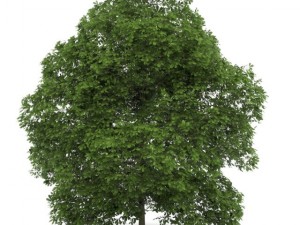 chestnut 7m 3D Model