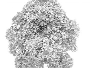chestnut 7m 3D Model