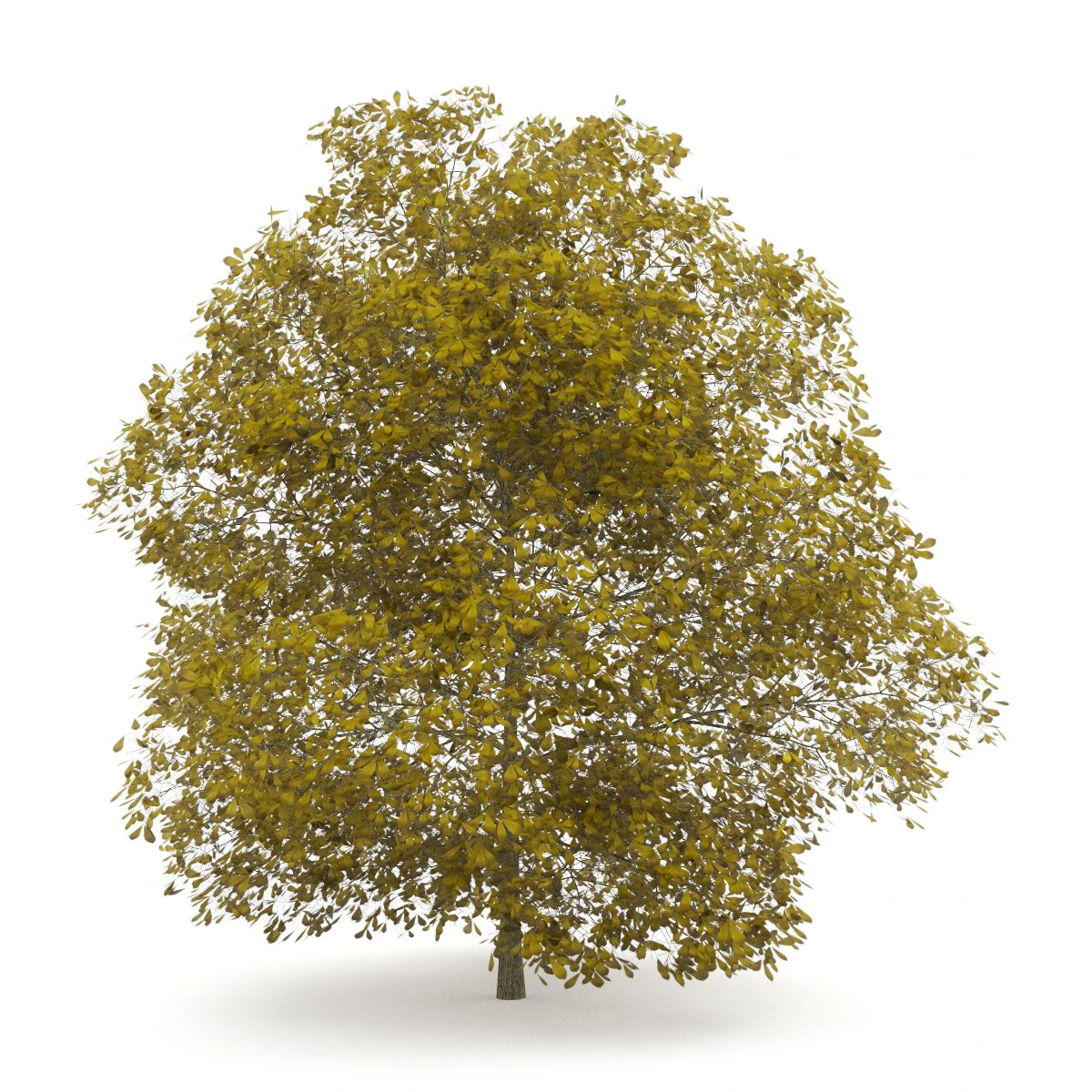 chestnut 7m autumn 3D Model .c4d .max .obj .3ds .fbx .stl .blend