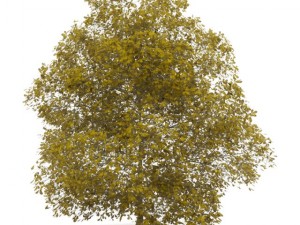 chestnut 7m autumn 3Dモデル