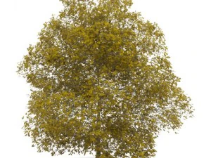 chestnut 7m autumn 3D Model