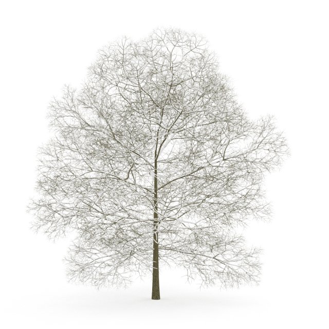 chestnut 7m winter Modelo 3D .c4d .max .obj .3ds .fbx .stl .blend 