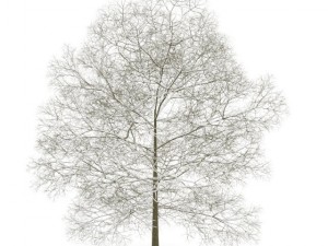 chestnut 7m winter 3Dモデル