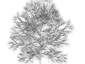 chestnut 7m winter Modelo 3D