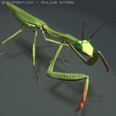 mantis 3D Model .c4d .max .obj .3ds .fbx .stl .blend 