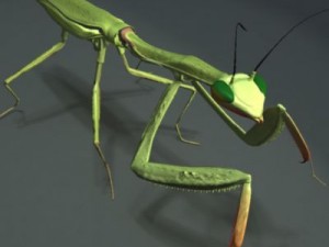 mantis 3D Model