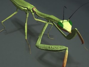 mantis 3D Модель