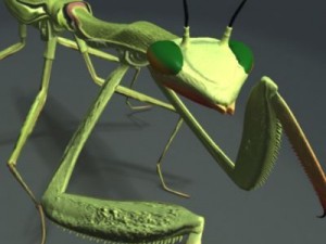 mantis 3D Model