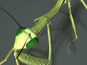 mantis 3D Model