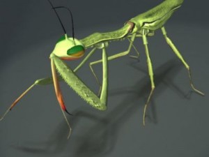 mantis 3D Model