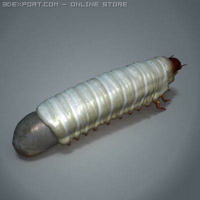 scarab larva 3D Model .c4d .max .obj .3ds .fbx .stl .blend 